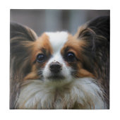Niedlicher papillon Hund Fliese (Vorderseite)