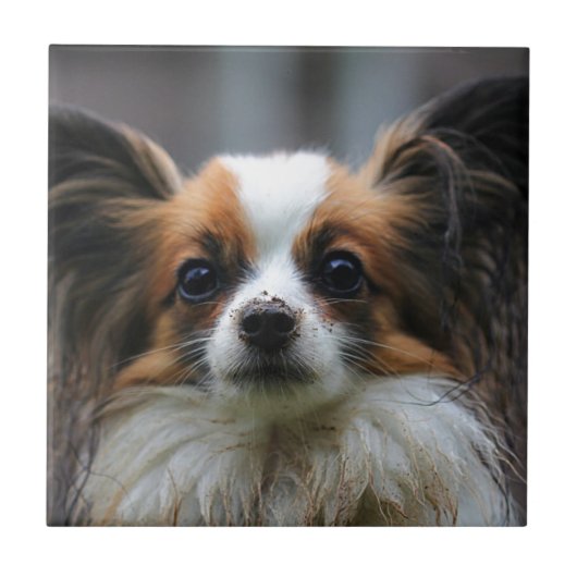 Niedlicher papillon Hund Fliese (Vorderseite)