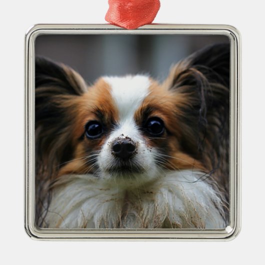 Niedlicher papillon Hund Ornament Aus Metall (Vorne)
