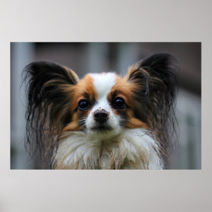 Niedlicher papillon Hund Poster