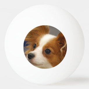 Niedlicher Papillon Hund Tischtennisball