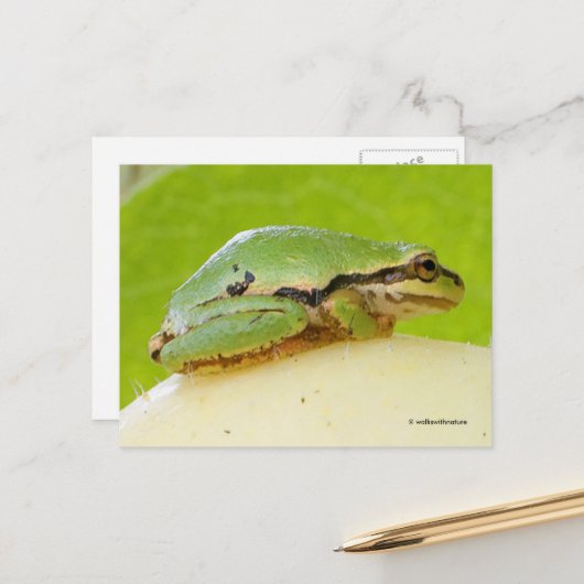 Niedlicher Pazifischer Baumfrosch auf Sommerpferd Postkarte (Vorderseite/Rückseite Beispiel)