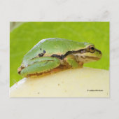 Niedlicher Pazifischer Baumfrosch auf Sommerpferd Postkarte (Vorderseite)
