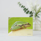 Niedlicher Pazifischer Baumfrosch auf Sommerpferd Postkarte (Stehend Vorderseite)
