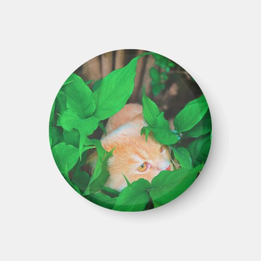 Niedlicher Peeking-Cat-Fot-Druck Magnet (Vorne)