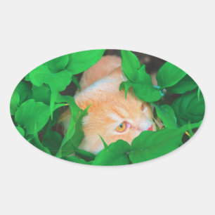 Niedlicher Peeking-Cat-Fot-Druck Ovaler Aufkleber