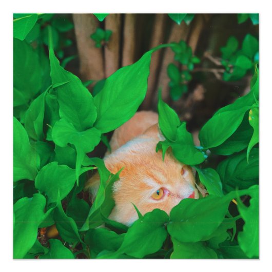 Niedlicher Peeking-Cat-Fot-Druck Poster (Vorderseite)