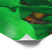 Niedlicher Peeking-Cat-Fot-Druck Poster (Ecke)