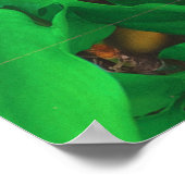 Niedlicher Peeking-Cat-Fot-Druck Poster (Ecke)