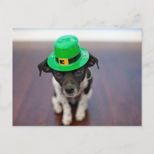 Niedlicher Personalisierter St. Patrick's Day Chih Feiertagspostkarte