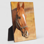 NIEDLICHER PFERD FOTOPLATTE (Seite)