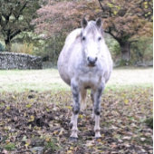NIEDLICHER PFERD KERAMIKKNAUF