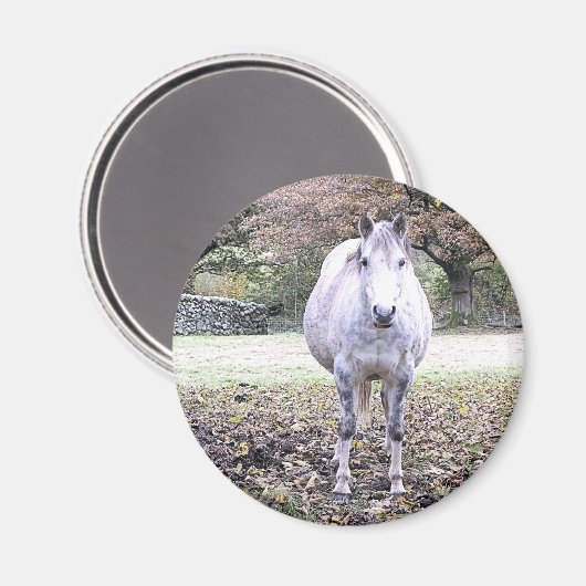 NIEDLICHER PFERD   MAGNET (Vorderseite/Rückseite)