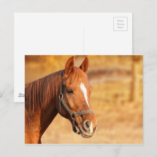 NIEDLICHER PFERD POSTKARTE (Vorne/Hinten)