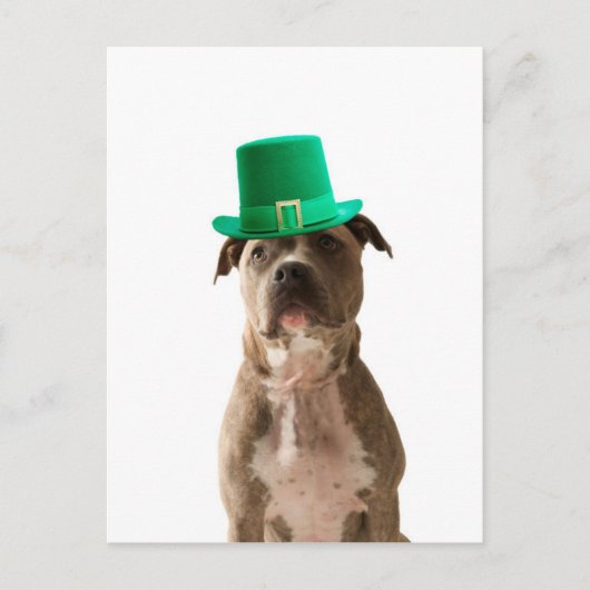 Niedlicher Pit Bull Dog Hat St. Patrick's Day Postkarte (Vorderseite)