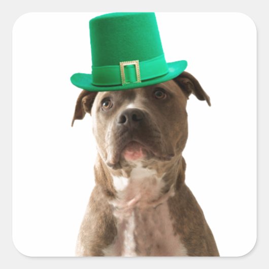 Niedlicher Pit Bull Dog Hat St. Patrick's Day Quadratischer Aufkleber (Vorderseite)