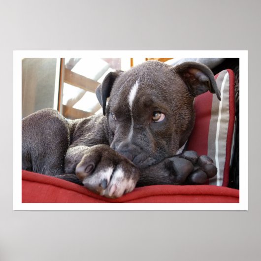 Niedlicher Pit Bull Welpe Poster (Vorne)