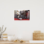 Niedlicher Pit Bull Welpe Poster (Küche)