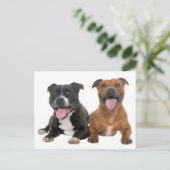 Niedlicher Pit Bull Welpenhund Hallo Pitbull Postkarte (Stehend Vorderseite)