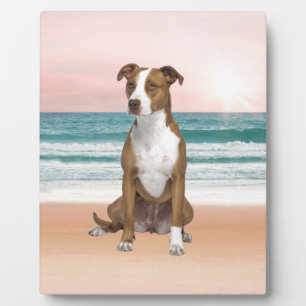 Niedlicher Pitbull Hund sitzend am Strand mit Sonn Fotoplatte