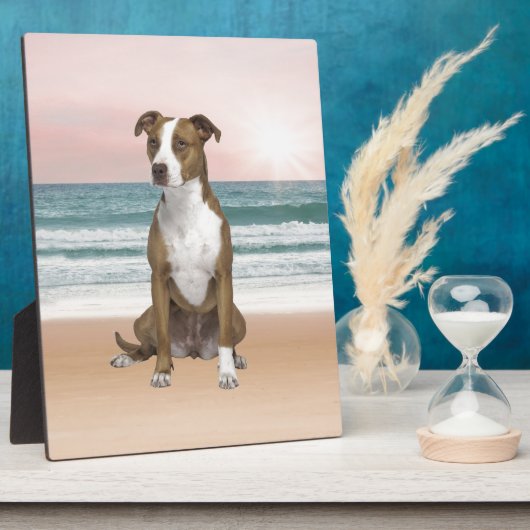 Niedlicher Pitbull Hund sitzend am Strand mit Sonn Fotoplatte (Seite)