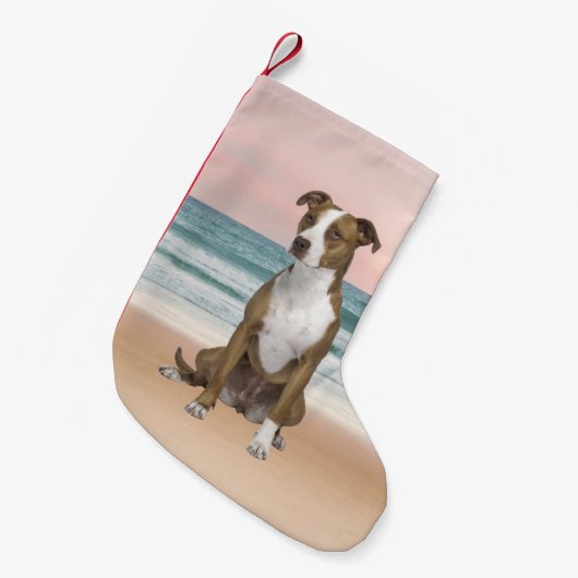 Niedlicher Pitbull Hund sitzend am Strand mit Sonn Kleiner Weihnachtsstrumpf (Vorderansicht (hängend))