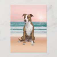Niedlicher Pitbull Hund sitzend am Strand mit Sonn