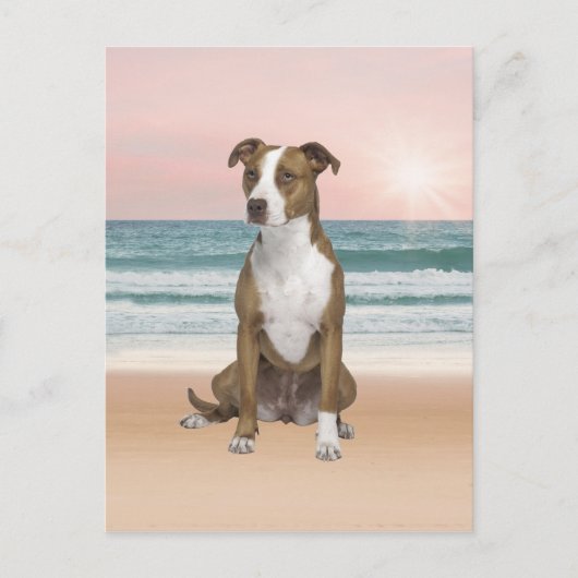 Niedlicher Pitbull Hund sitzend am Strand mit Sonn Postkarte (Vorderseite)