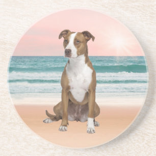 Niedlicher Pitbull Hund sitzend am Strand mit Sonn Sandstein Untersetzer