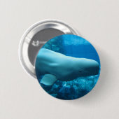 Niedlicher Playful Weißwal-Wal im Aquarium bei Button (Vorne & Hinten)