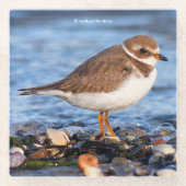 Niedlicher Plover-Shorebird am Winterstrand Glasuntersetzer (Vorderseite)