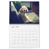 Niedlicher Poodle Hund Kalender (Mär 2027)