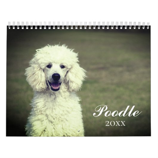Niedlicher Poodle Hund Kalender (Titelbild)