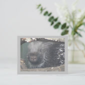 Niedlicher Porcupine-Gesichtspunkt-DIKTE Text Post Postkarte (Stehend Vorderseite)