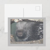 Niedlicher Porcupine-Gesichtspunkt-DIKTE Text Post Postkarte (Vorne/Hinten)