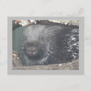 Niedlicher Porcupine-Gesichtspunkt-DIKTE Text Post Postkarte