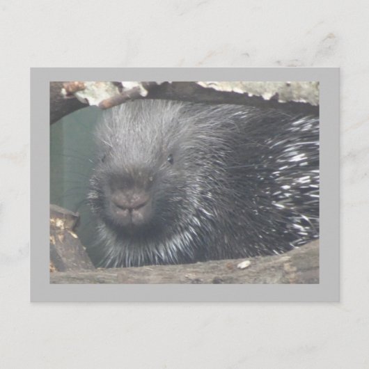 Niedlicher Porcupine-Gesichtspunkt-DIKTE Text Post Postkarte (Vorderseite)
