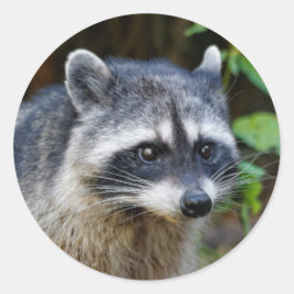 Niedlicher Posing Nordamerikanischer Raccoon Runder Aufkleber