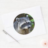 Niedlicher Posing Nordamerikanischer Raccoon Runder Aufkleber (Umschlag)