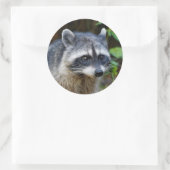 Niedlicher Posing Nordamerikanischer Raccoon Runder Aufkleber (Tasche)