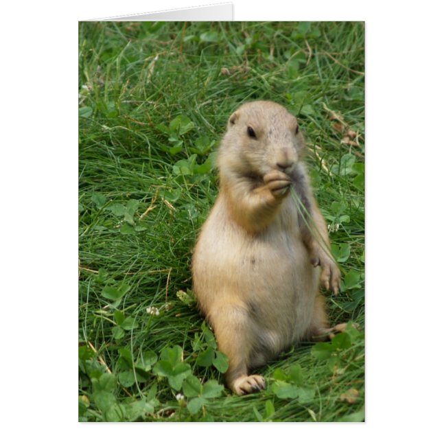 Niedlicher Prairie Hund Stehend und essen (Vorne)