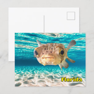 Niedlicher Puffer Fisch im Friedlichen Meer Postkarte