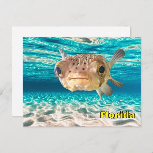 Niedlicher Puffer Fisch im Friedlichen Meer Postkarte (Vorne/Hinten)