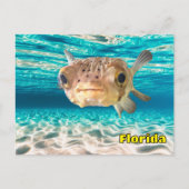 Niedlicher Puffer Fisch im Friedlichen Meer Postkarte (Vorderseite)