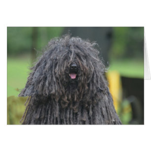 Niedlicher Puli Hund