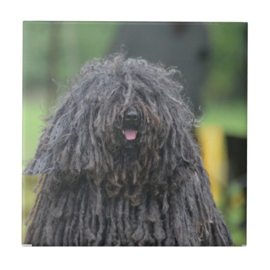 Niedlicher Puli Hund Fliese (Vorderseite)