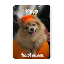 Niedlicher Pumpkin Dog Foto Magnet