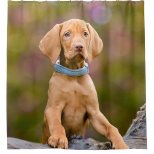 Niedlicher puppyeyed Ungar Vizsla Hundewelpe - Duschvorhang