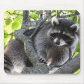 Niedlicher Raccoon in einem Baum Mousepad (Vorne)