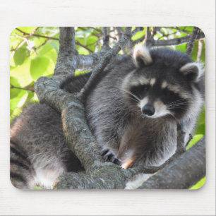 Niedlicher Raccoon in einem Baum Mousepad